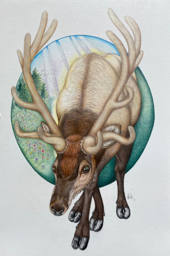 wapiti (Elk: Cervus canadensis)
