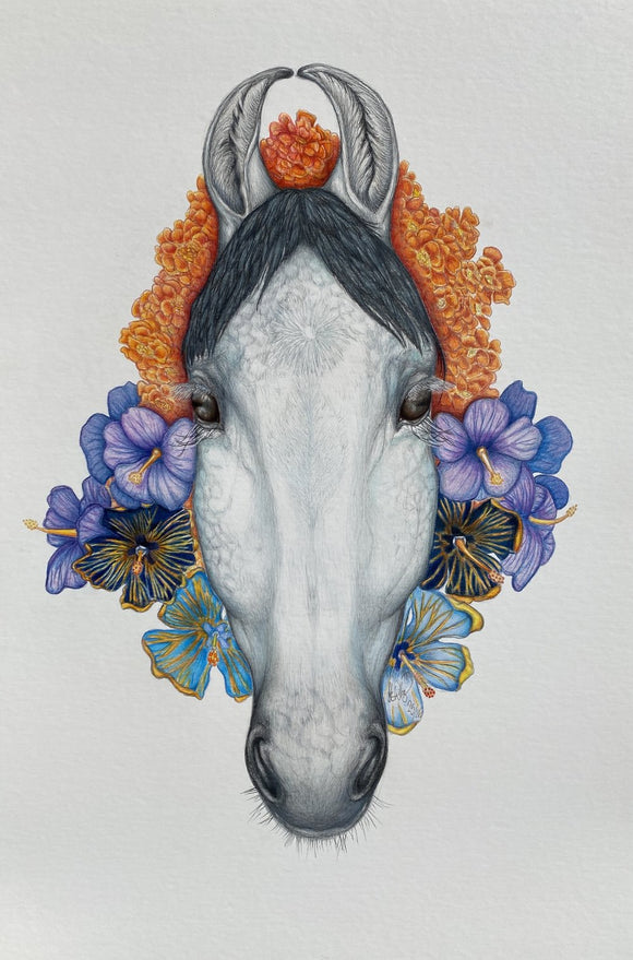 Adorned Marwari Horse (Equus Ferus Caballus)