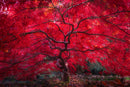 Scarlet Crown-1