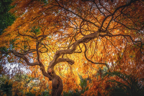 Branching Out