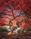 Crimson Curtain Call-1