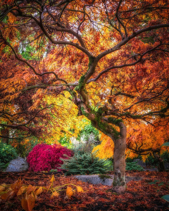 Amber Aura: The Flamboyant Farewell