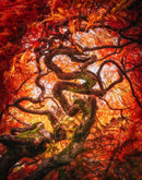 Crimson Dragon-1