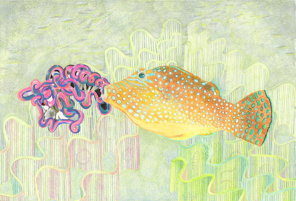 Netted Pufferfish with Coral Portal