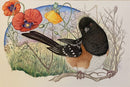 Spotted Towhee (Pipola Maculatus)-1