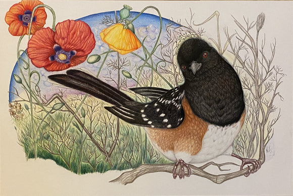 Spotted Towhee (Pipola Maculatus)