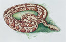 Blood python (Python brongersmai)-1
