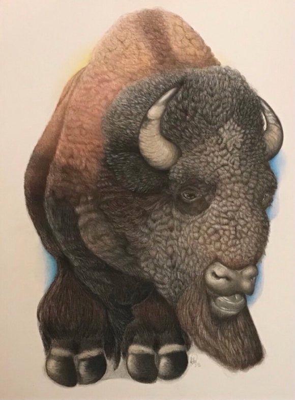 Wood Buffalo (Bison Bison Athabascae)