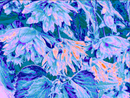 Botanicals  FL_7896025.07-1