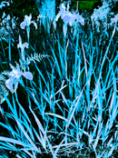 Botanicals  FL_7343.25.02-1