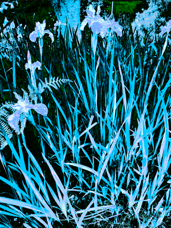 Botanicals  FL_7343.25.02