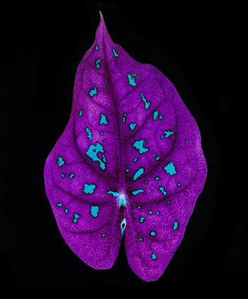 Jennifer Formica