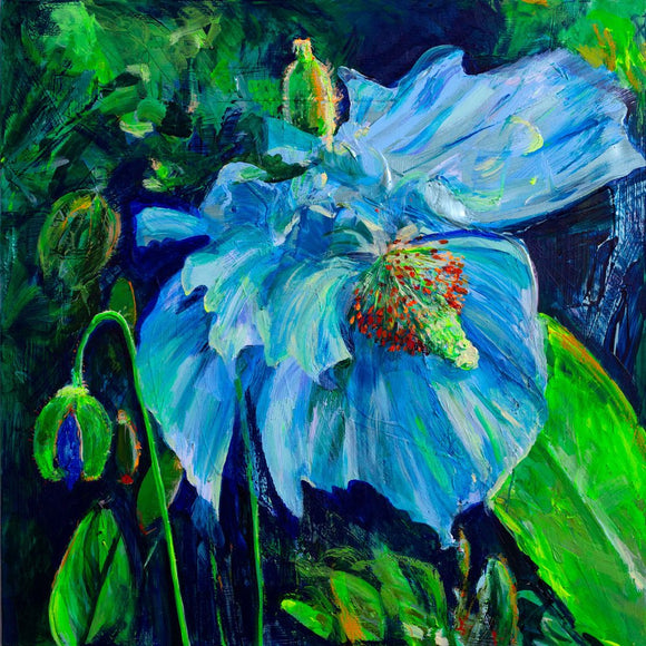 Himalayan Blue Poppy