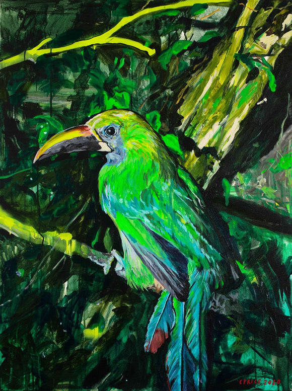 Barry the Bird