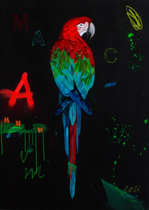 Macaw Red