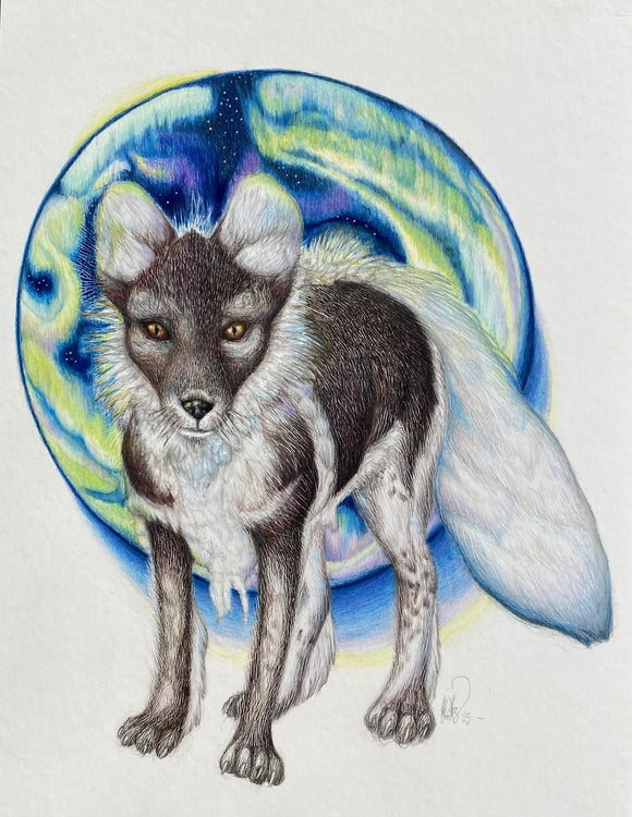 Arctic fox (Vulpes lagopus)