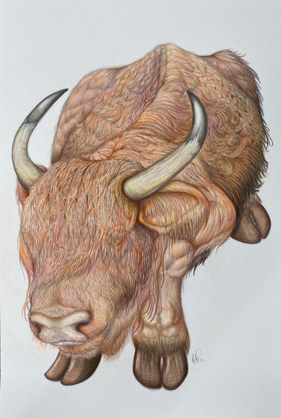 Highland cow (Bos taurus taurus)