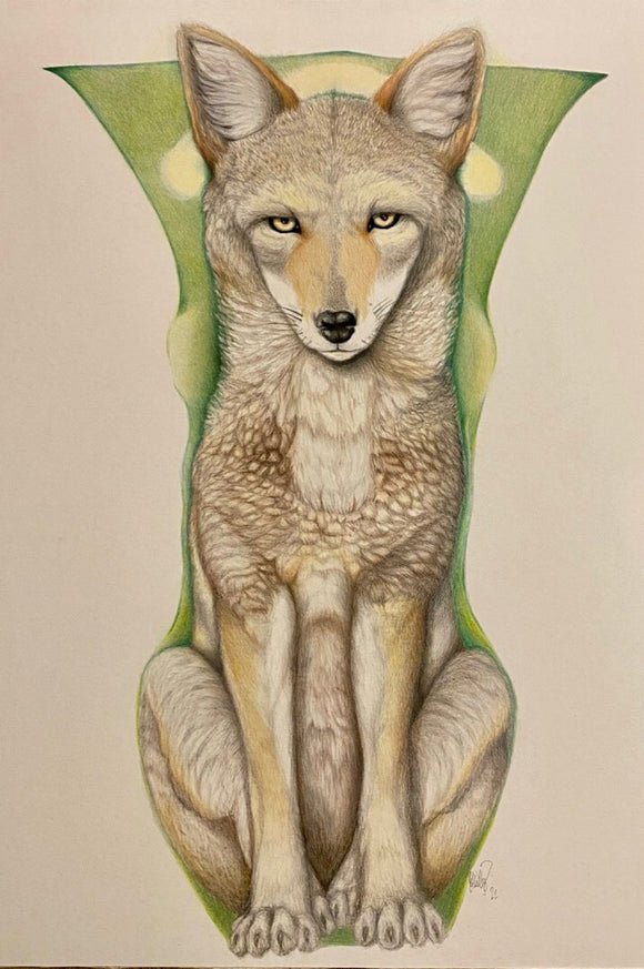 Stanley Park coyote (Canis latrans)
