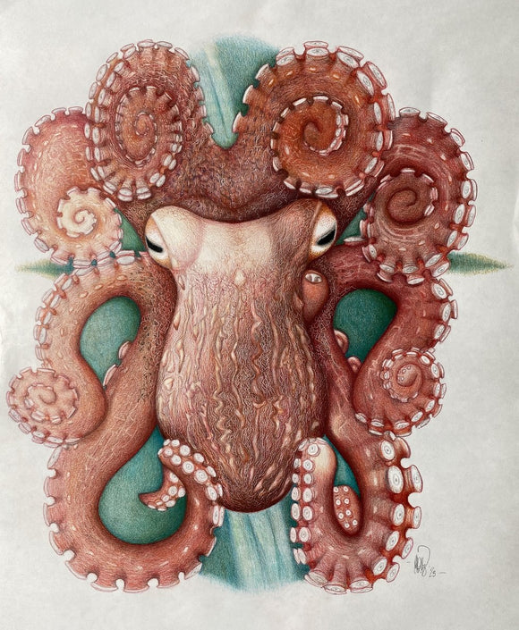 Giant Pacific octopus (Enteroctopus dofleini)