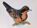 Varied thrush (Ixoreus navius)-1