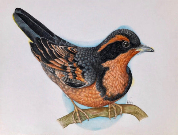 Varied thrush (Ixoreus navius)
