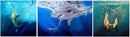 Ocean Hunter's Tryptich-1
