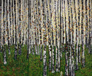 Colours of fall-1