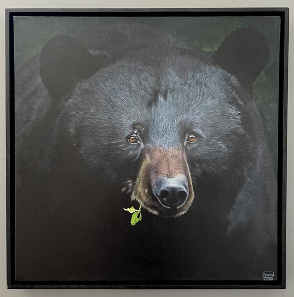 Black Bear Cub
