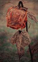 The Wilted Rose-1