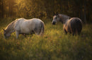 Wild Horses-1