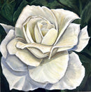 The White Rose-1