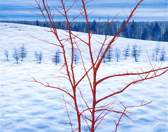 Winter Hill Red