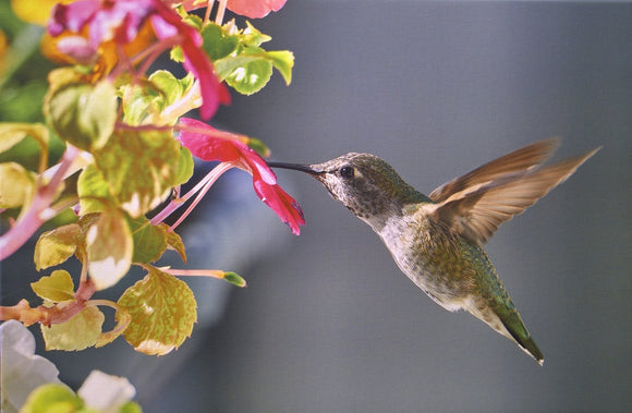 Anna's Hummingbird
