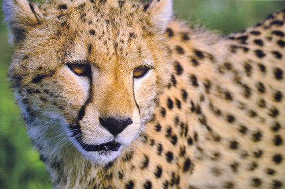 Cheetah Portrait
