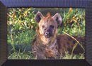 Hyena in Early Light-1