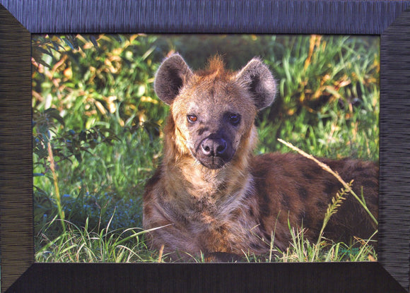 Hyena in Early Light
