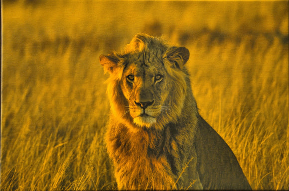 Early Morning Lion
