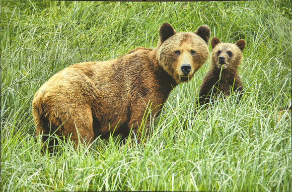 Grizzly Cub and Mom
