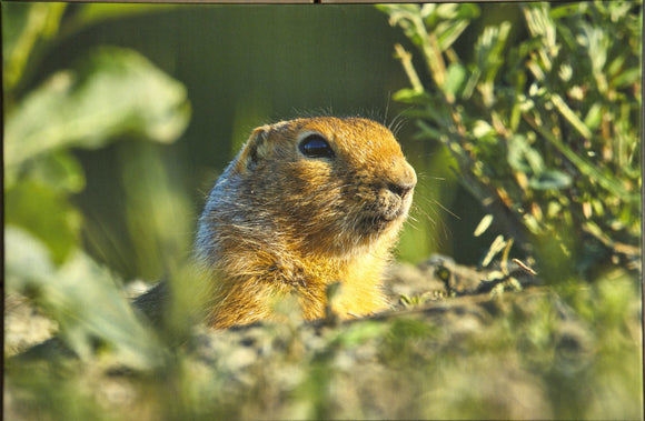 Arctic Ground Squirrel