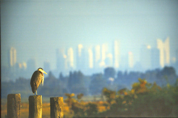 Great Blue Heron and the City