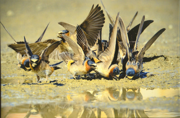 Cliff Swallows Gathering Mud