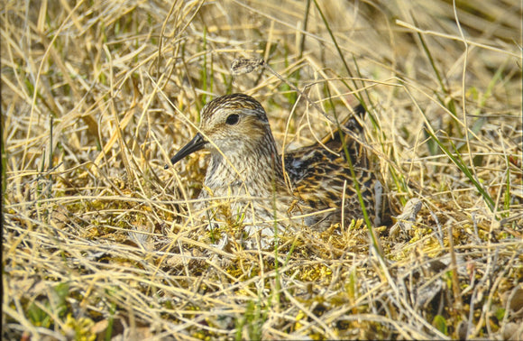 Least Sandpiper in Nest