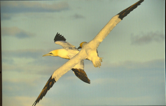 Gannets in Flight