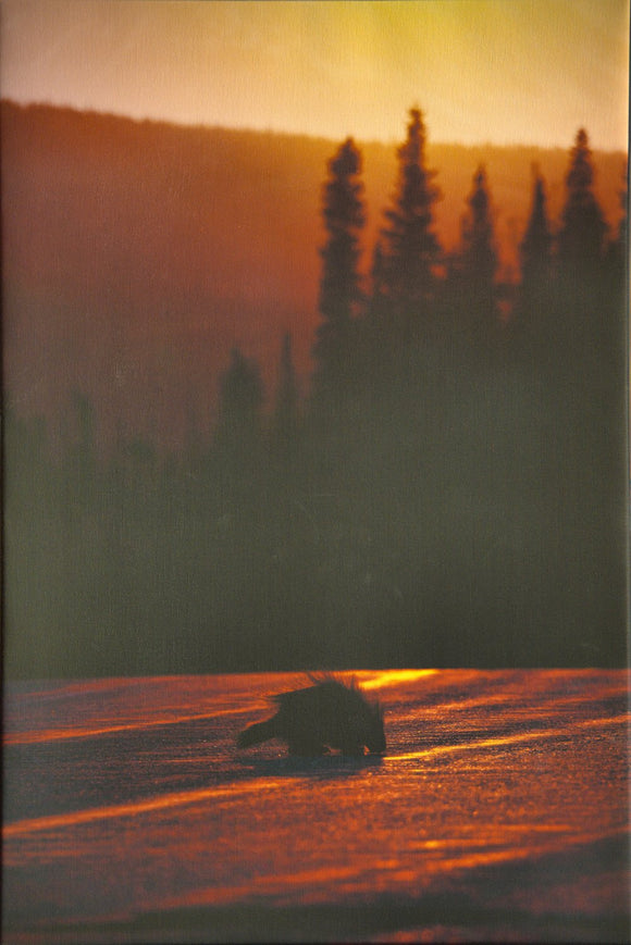 Porcupine Licking Road Salt