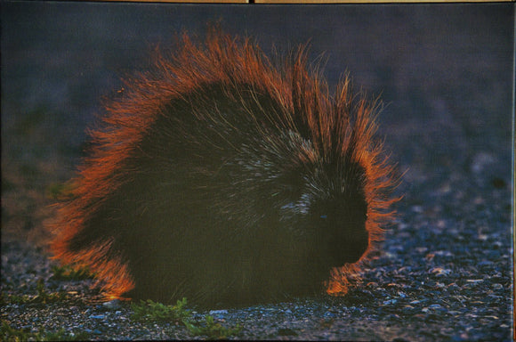Porcupine at Midnight