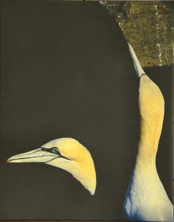 Gannets at Sunrise