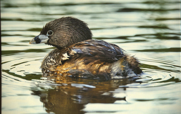 Pied Billed Grebe