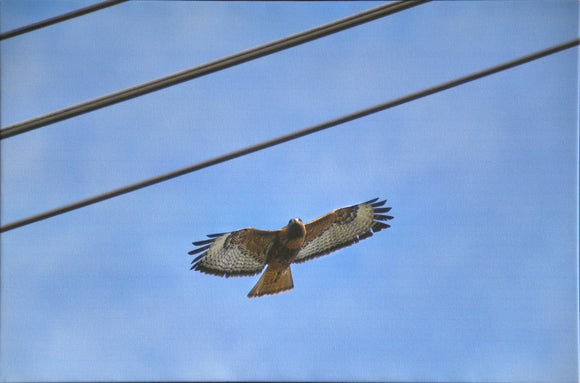 Red Tailed Hawk and Power Lines