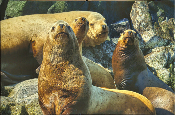 Sea Lions
