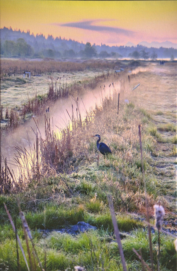 Sunrise at the Blueberry Farm